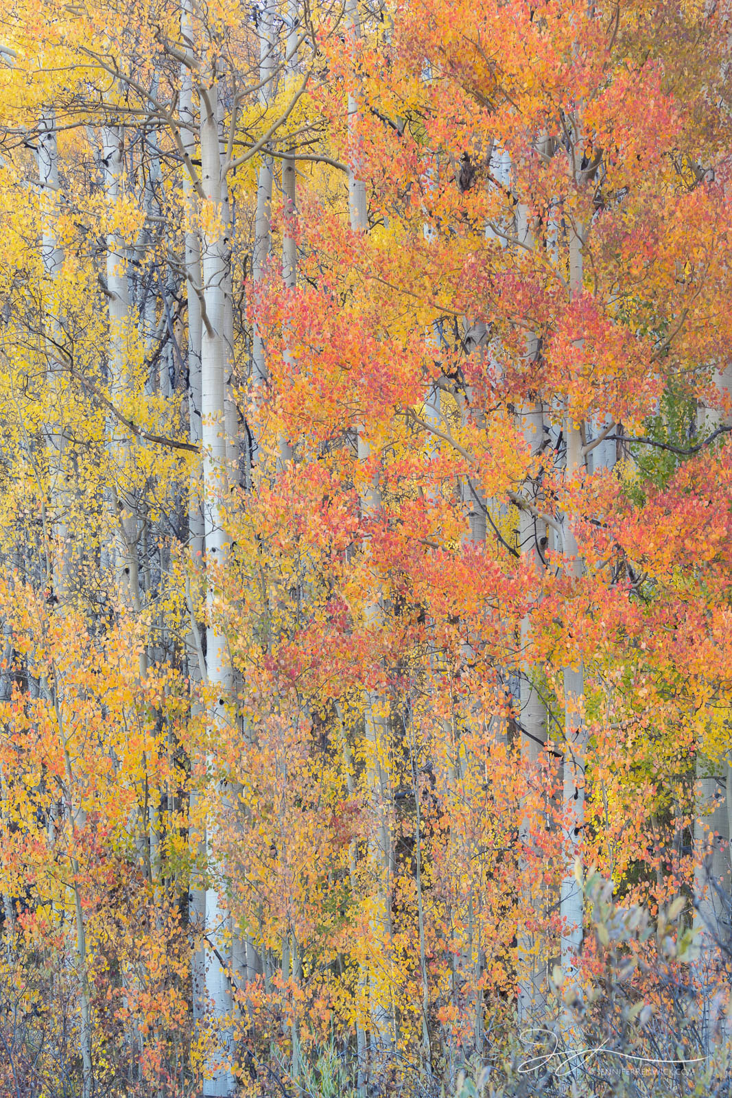 Orange Crush | Crested Butte, Colorado | 2018